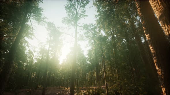 Redwood Forest Foggy Sunset Scenery