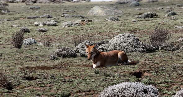 ethiopian wolf, Canis simensis, Ethiopia