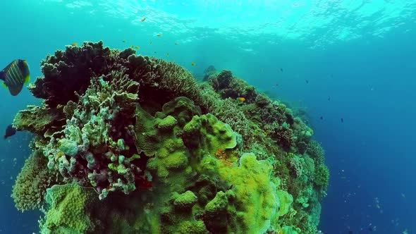 The Underwater World of a Coral Reef