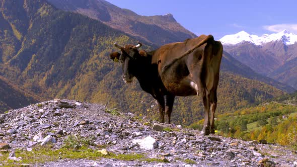 A black cow looks into the camera. mountains in Georgia, in Svaneti,