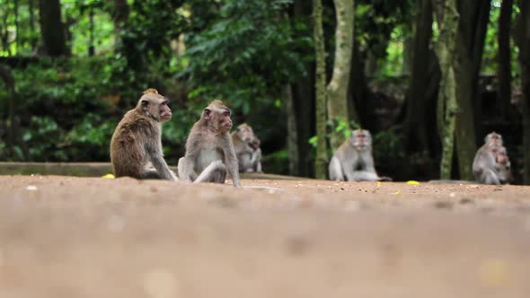 Group of monkeys leisurely relaxing in the forest minding their own business while looking around wi