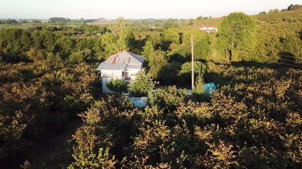 Aerial hazelnut garden 