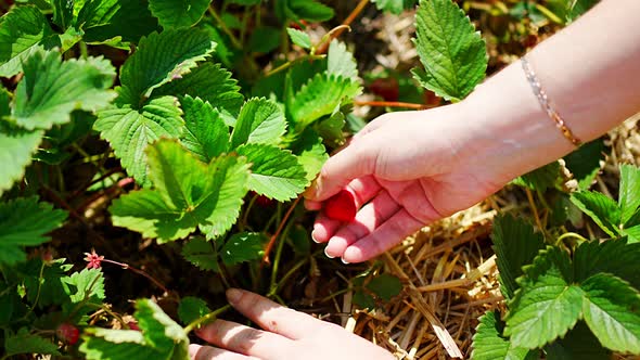 Hand of Young Woman Picking Strawberries in Selfpicking Plantation in Czech Republic