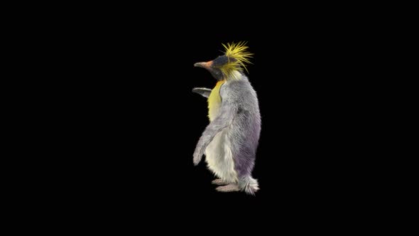 79 Penguin Dancing HD