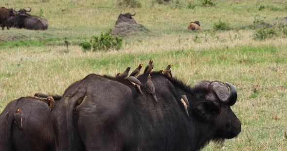 African Buffalo, syncerus caffer, Adult with Yellow Billed Oxpecker, buphagus africanus