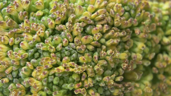 Details of Part of Broccoli Head. Green and Yellow Broccoli Macro Shot