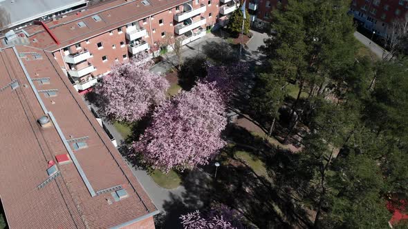 Blooming Japanese Sakura Cherry Blossoms in condo landscaping, circling aerial