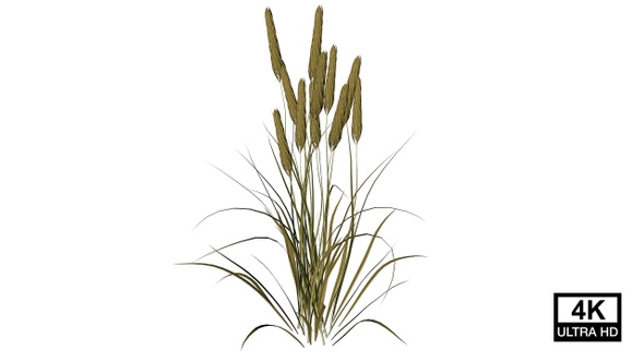 Wheat Growing 4K alt