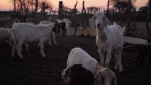 Herd of Goats in Kraal at Dusk