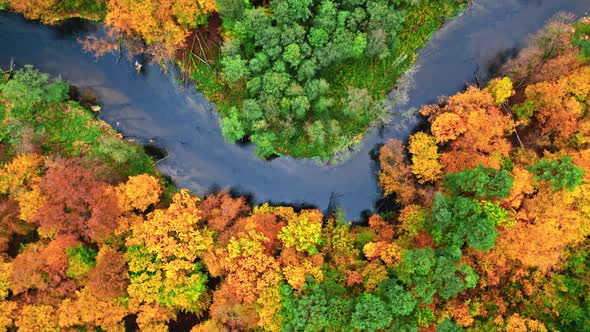 Colorful forest and river. Aerial view of wildlife in autumn