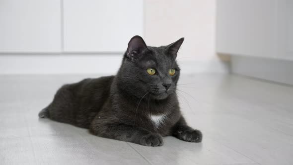 Gray Cat Lying on the Floor is Watching the Movement of Something