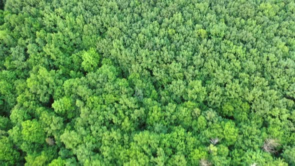 Green park view from above. Background wood wallpaper green forest top view