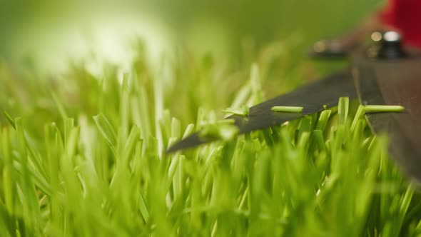 Cutting Grass with Garden Scissors Closeup Farmer Mowing Green Leaves on Lawn with Pruning Shear or