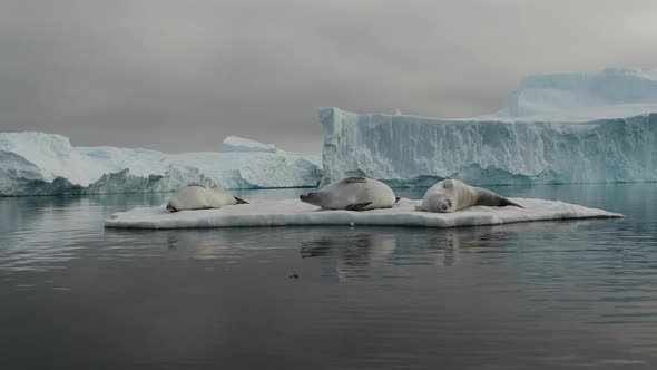 Crabeater Seals Lobodon Carcinophaga on Ice Floe in Plenau Bay Antarctic Peninsula Antarctica