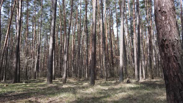 Forest Landscape Aerial View Slow Motion