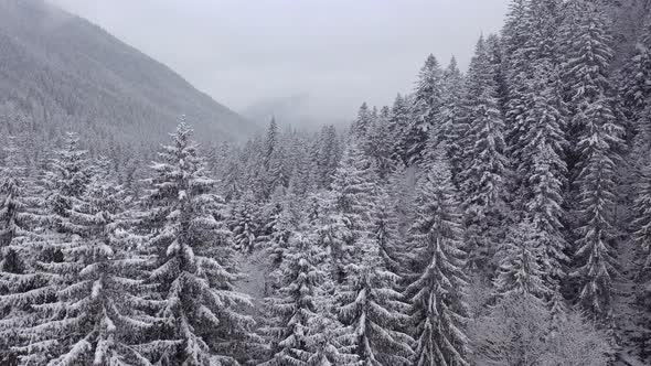 Aerial View of a Pine Forest on a Mountain in Foggy Weather and Snowfall