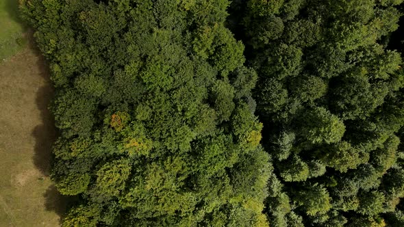 Overhead View of Autumn Forest