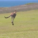 Kangaroo Jumping on a Green Grassland whit the Ocean at the Background.Wildlife Concept - VideoHive Item for Sale