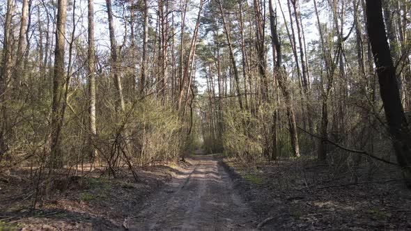 Road in the Forest During the Day Slow Motion