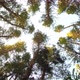 Being in pine forest.Bottom view of tops rotating tall pines. - VideoHive Item for Sale