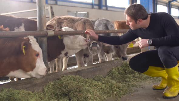 Farmer loving his calves and giving grass. Cattle breeding.