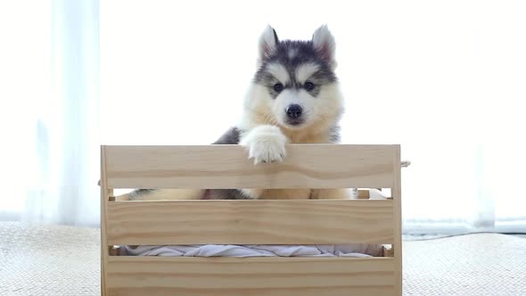 Cute Siberian Husky Puppy Standing In A Wood Box