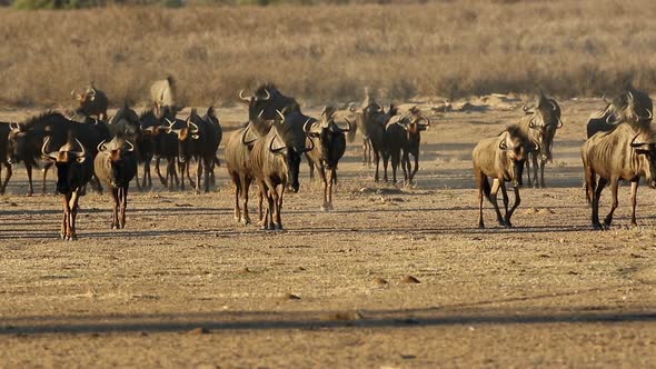 Blue Wildebeest In A Dry Riverbed