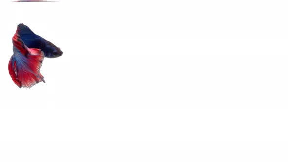 Siamese fighting fish (Betta splendens) alt