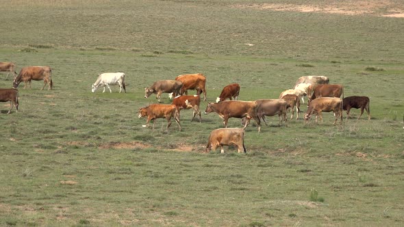 Herd of Cows Grazing in Meadow