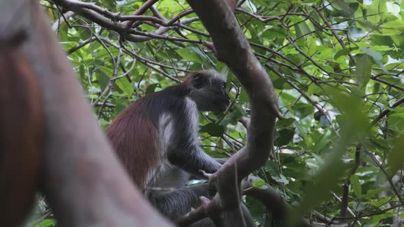 Red Colobus Monkey Sitting on Branch in Jozani Tropical Forest Zanzibar Africa