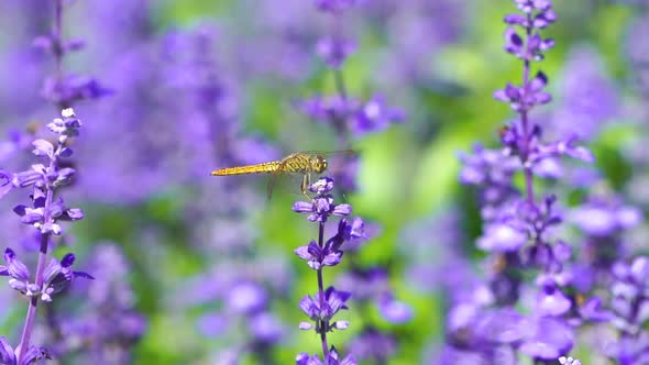 close-up of dragonfly on Lavender flower