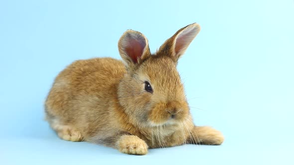 a Small Fluffy Brown Handmade Rabbit Lies on a Pastel Blue Background
