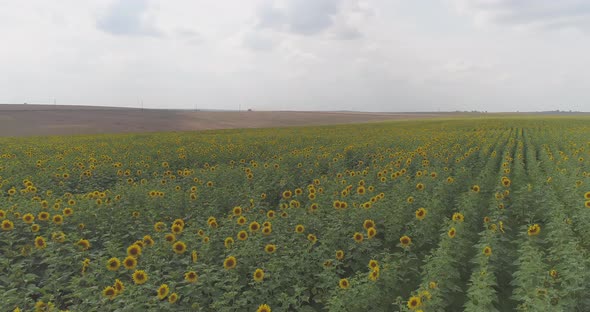 Aerial view of a sunflowers field