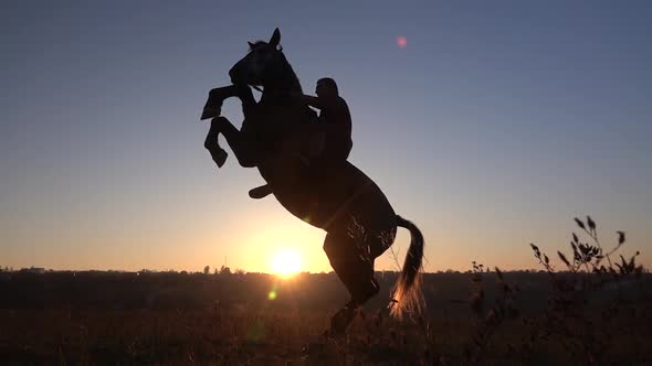 Horseman Sits on a Horse and Gives Him Two Legs in Sunset . Slow Motion. Silhouette