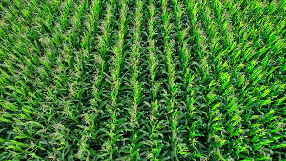 Corn Field Flight Over the Cream of Corn Stalks Excellent Growth