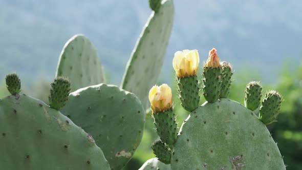 Cactus Opuntia Prickly Pear with Edible Yellow Fruits. Turkey.