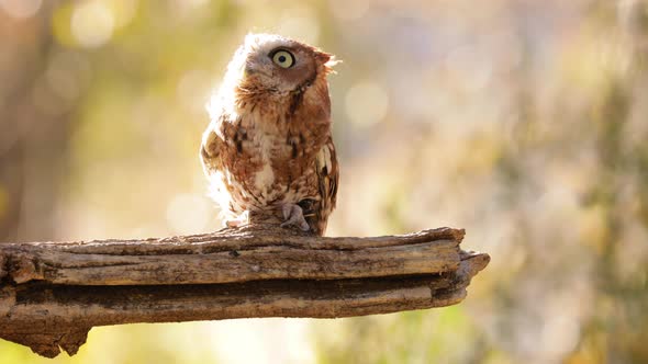 Close up of a cute and fuzzy Eastern Screech Owl