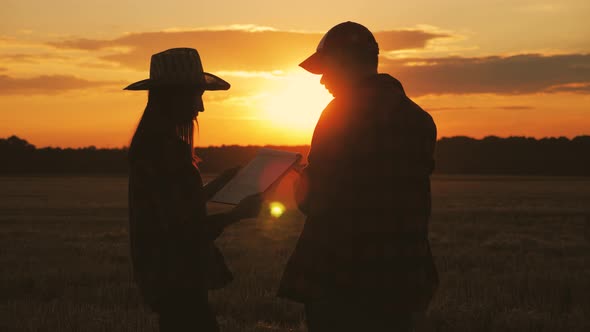 Silhouette Farmers Talking in a Wheat Field Against Sunset. Team Farmers Stand in a Wheat Field with