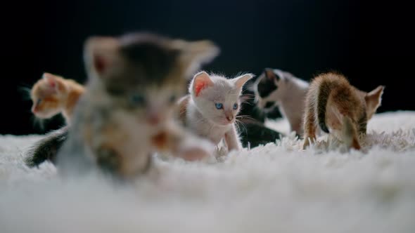 Cute Kittens at 30 Days Old on a White Carpet