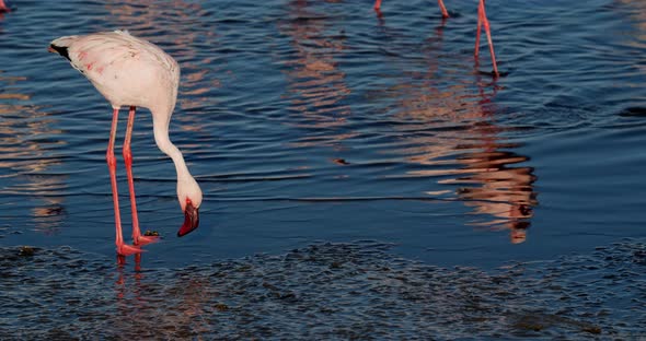 Stunning flamingo is looking at the water and walking around, Walvis Bay, 4k