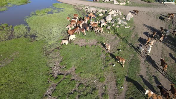 cows meadows