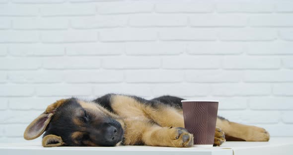 Pretty Puppy Sleeping in Studio Near Cup of Coffeetogo