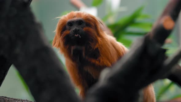 Golden Lion Tamarin sitting on a tree eating nuts - Leontopithecus rosalia - static view