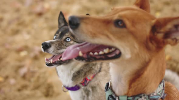 Close Up. Beautiful West Siberian Laika and Mixed Breed Dog Sitting in the Sand 