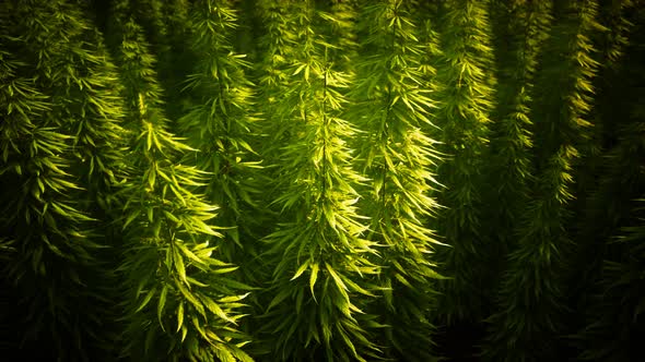 Field of Green Medial Cannabis