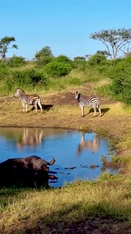 Zebras and African Buffalo During Sunset in South Africa Thanda Game Reserve Kwazulu Natal