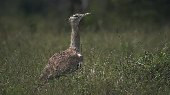 Kori bustard Standing On The Grassy Field While Looking Straight In El Karama Lodge In Kenya - Wide 