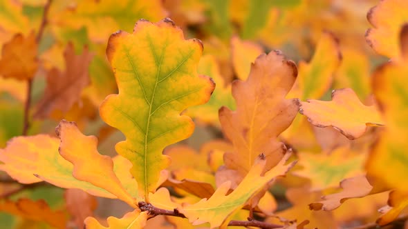 Yellow autumn oak leaves in wind