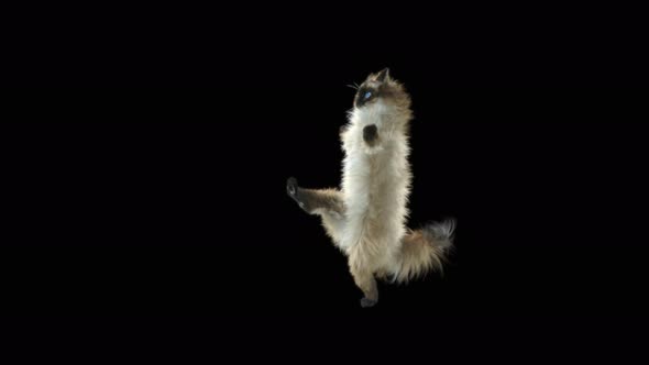 Cat Dancing 4K