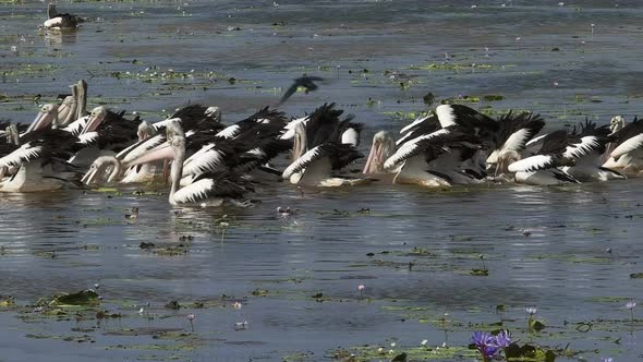 close up shot of a large flock of pelicans feeding at bird billabong